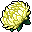 White Chrysanthemum