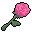 Pink Rose